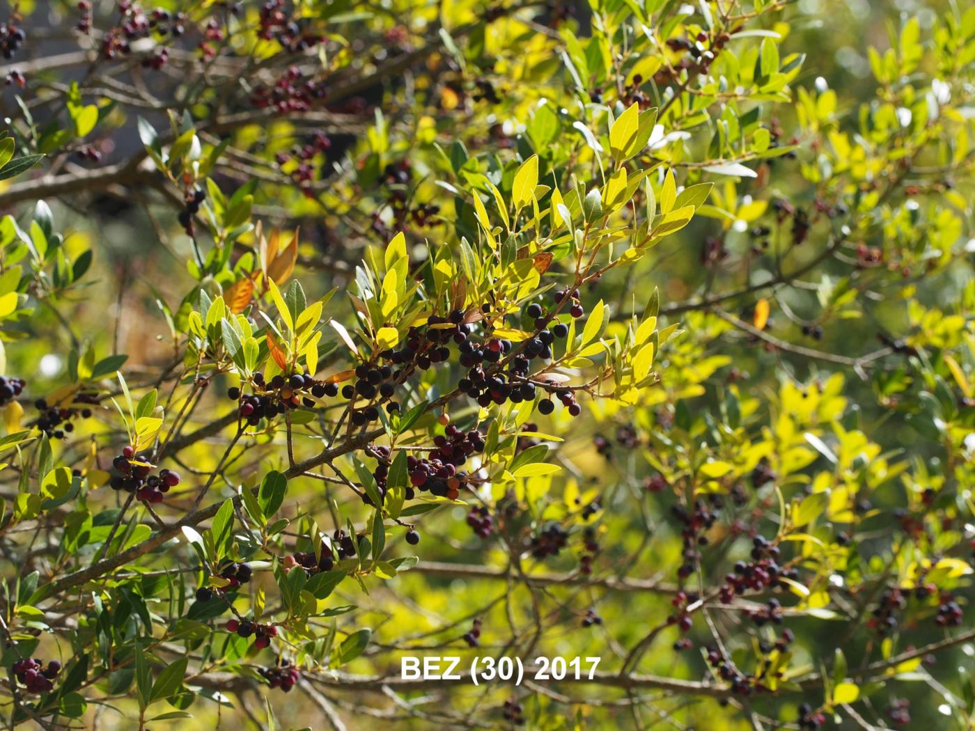 Privet, Evergreen plant